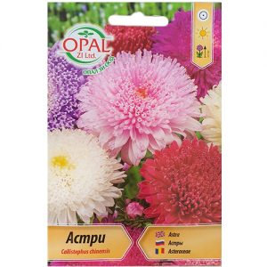 Астри Богородички - Едри