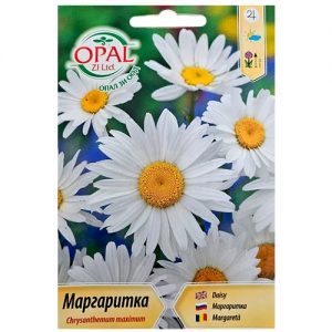 Маргаритка