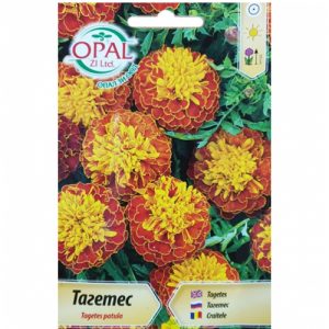 Тагетес - дребен