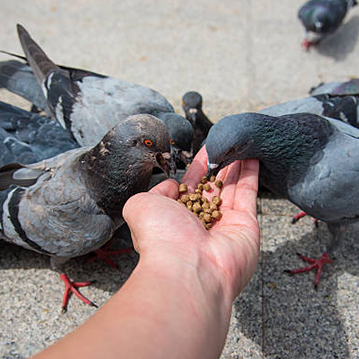Храни за гълъби