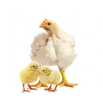 Пилета и бройлери