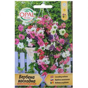 Вербена каскадна